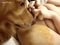 Bestiality Porn Movie - Dog licking snatch
